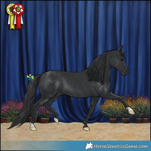 Horse Color:Black Rabicano 