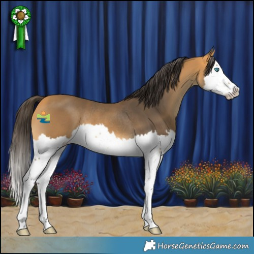Horse Color:Buckskin Splash Rabicano 