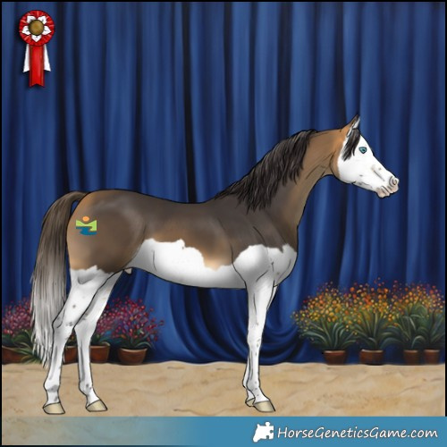 Horse Color:Buckskin Splash