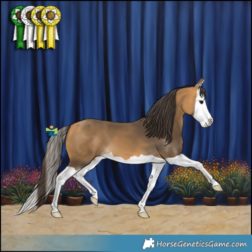 Horse Color:Buckskin Splash 