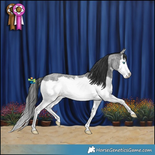Horse Color:Blue Roan Splash 