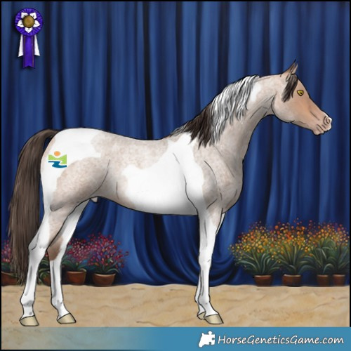 Horse Color:Amber Champagne Roan Tobiano Rabicano