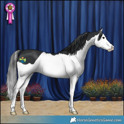 Horse Color:Black Splash 