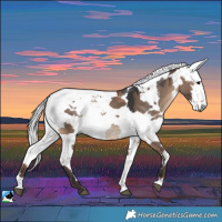 Horse Color:Bay Dun Harlequin Merle Rabicano 