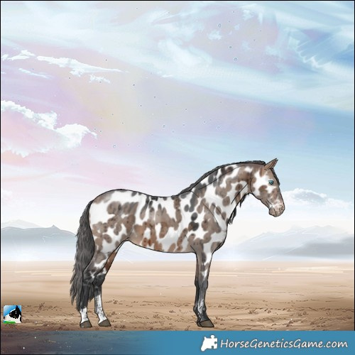 Horse Color:Brown Dun Merle Sabino Near Leopard Rabicano Brindle 