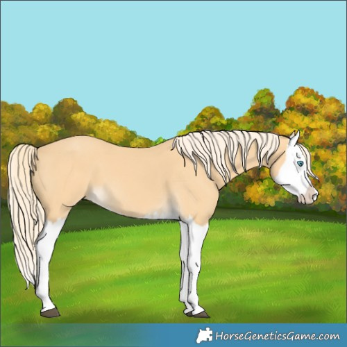 Horse Color:Palomino Splash