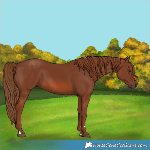 Horse Color:Chestnut 