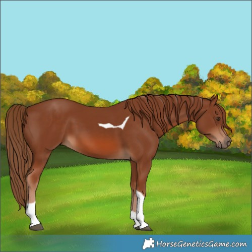 Horse Color:Chestnut Tobiano 