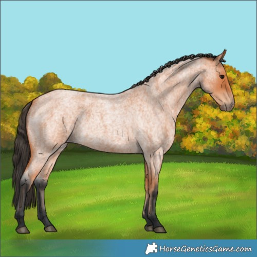 Horse Color:Bay Roan 