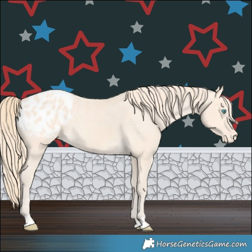 Horse Color:Perlino Appaloosa 