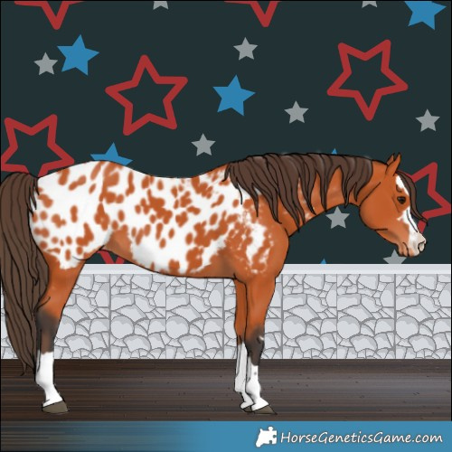 Horse Color:Bay Appaloosa 
