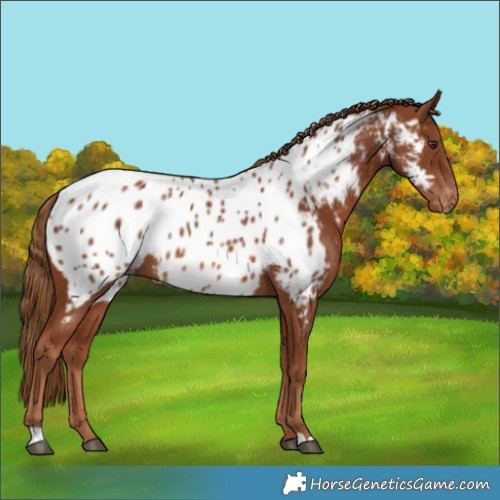 Horse Color:Chestnut Near Leopard 