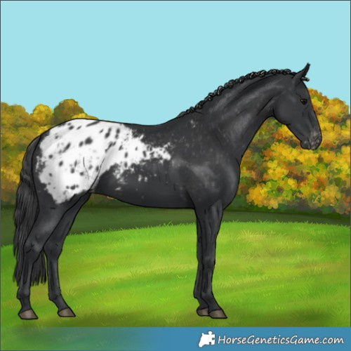 Horse Color:Black Blanket 
