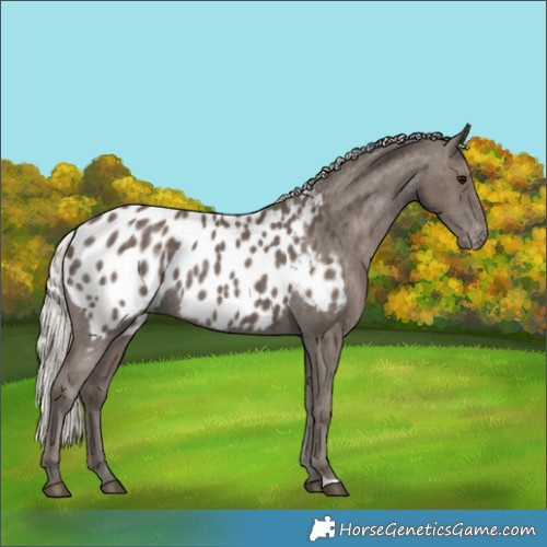 Horse Color:Silver Black Near Leopard