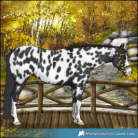 Horse Color:Black Near Leopard