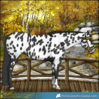 Horse Color:Black Near Leopard