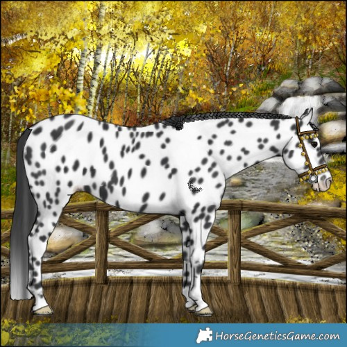 Horse Color:Black Near Leopard