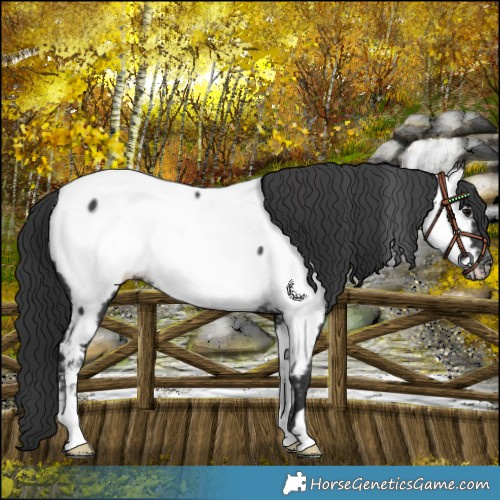 Horse Color:Black Near Fewspot Rabicano 