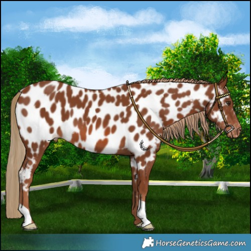 Horse Color:Chestnut Appaloosa 