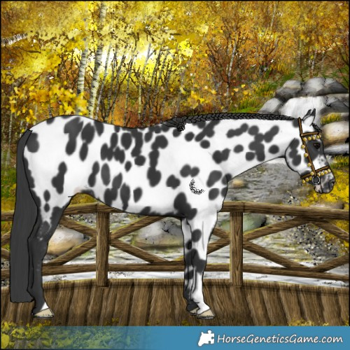 Horse Color:Black Near Leopard 