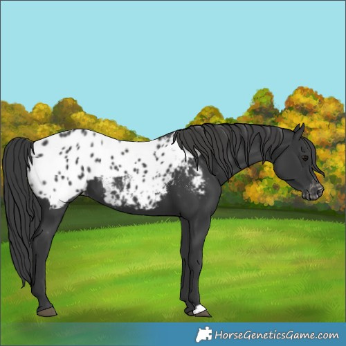 Horse Color:Black Blanket 