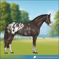Horse Color:Liver Chestnut Sabino Splash Blanket  and Liver Chestnut Sabino Splash Blanket 