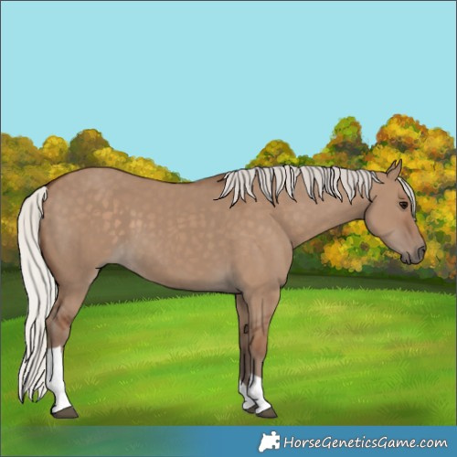 Horse Color:Silver Grullo Tobiano