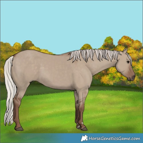 Horse Color:Silver Grullo