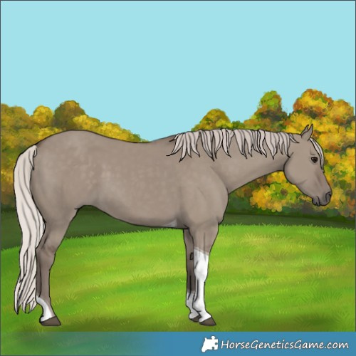 Horse Color:Silver Grullo Tobiano 