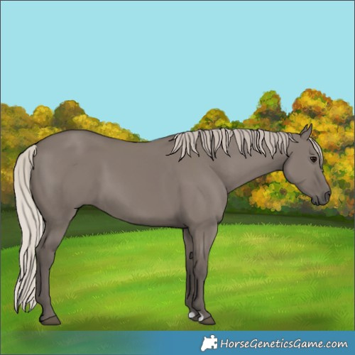 Horse Color:Silver Grullo