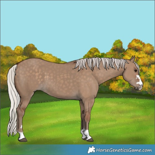 Horse Color:Silver Grullo 