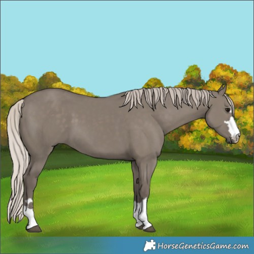Horse Color:Silver Grullo 