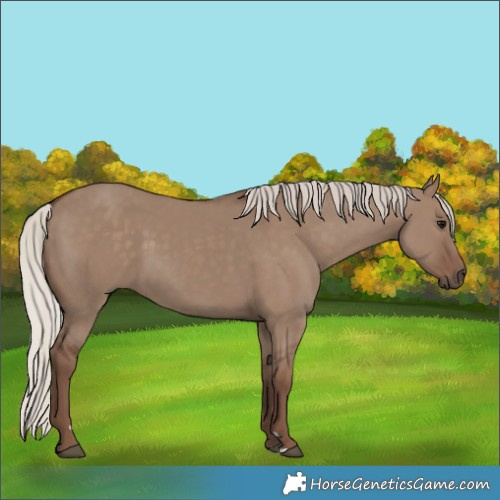 Horse Color:Silver Grullo 