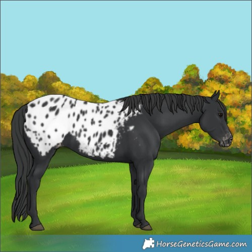 Horse Color:Black Appaloosa 