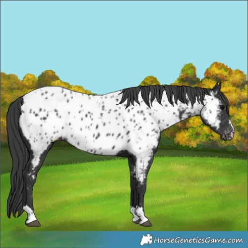 Horse Color:Black Appaloosa 