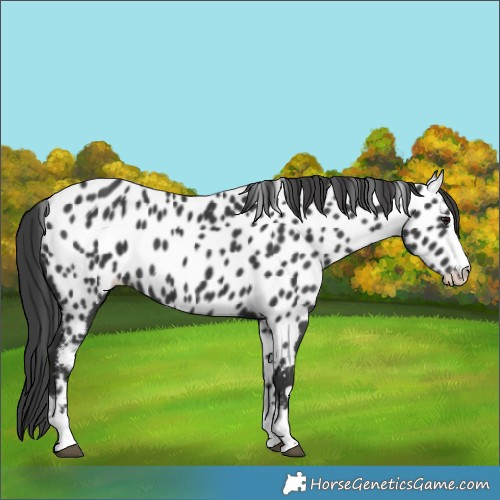 Horse Color:Black Appaloosa 