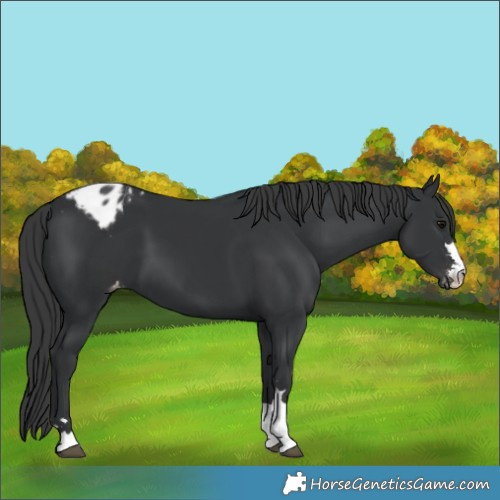 Horse Color:Black Appaloosa 
