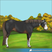 Horse Color:Gray White Spotted Liver Chestnut
