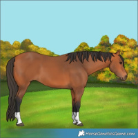 Horse Color:Bay 