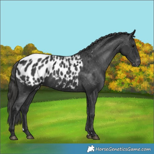 Horse Color:Black Blanket 