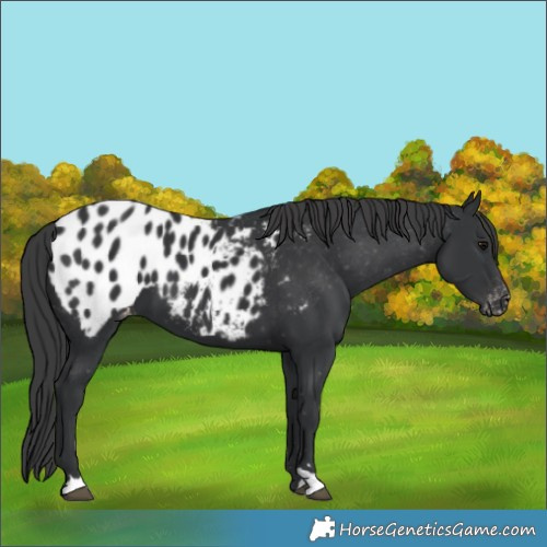 Horse Color:Black Appaloosa 