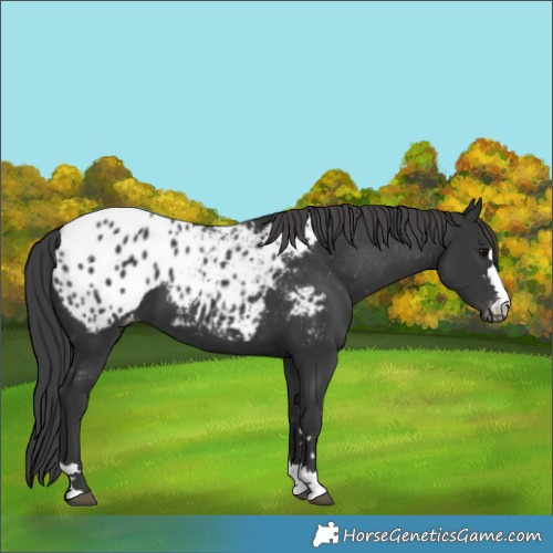 Horse Color:Black Appaloosa 