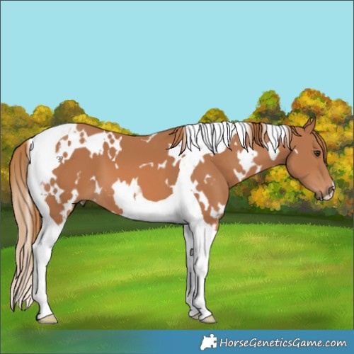 Horse Color:White Spotted Chestnut Tobiano 