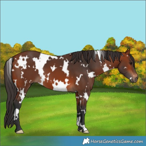 Horse Color:White Spotted Bay 