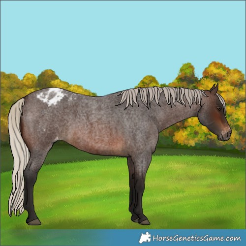 Horse Color:Gray Silver Brown Roan Appaloosa 