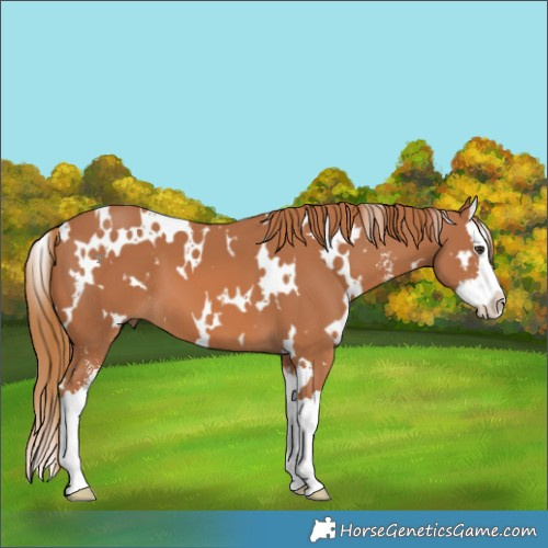 Horse Color:White Spotted Chestnut Sabino Splash 