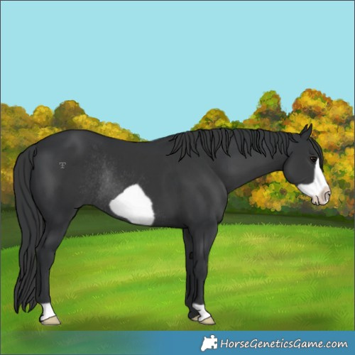 Horse Color:Black Frame Rabicano 
