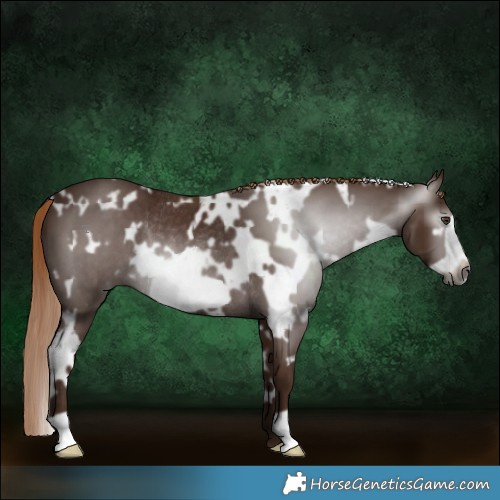 Horse Color:Gray White Spotted Chestnut Frame Rabicano 