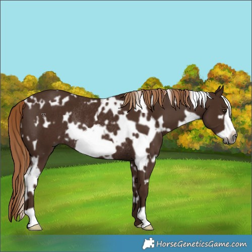 Horse Color:Gray White Spotted Chestnut Frame Rabicano 