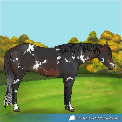 Horse Color:White Spotted Brown 